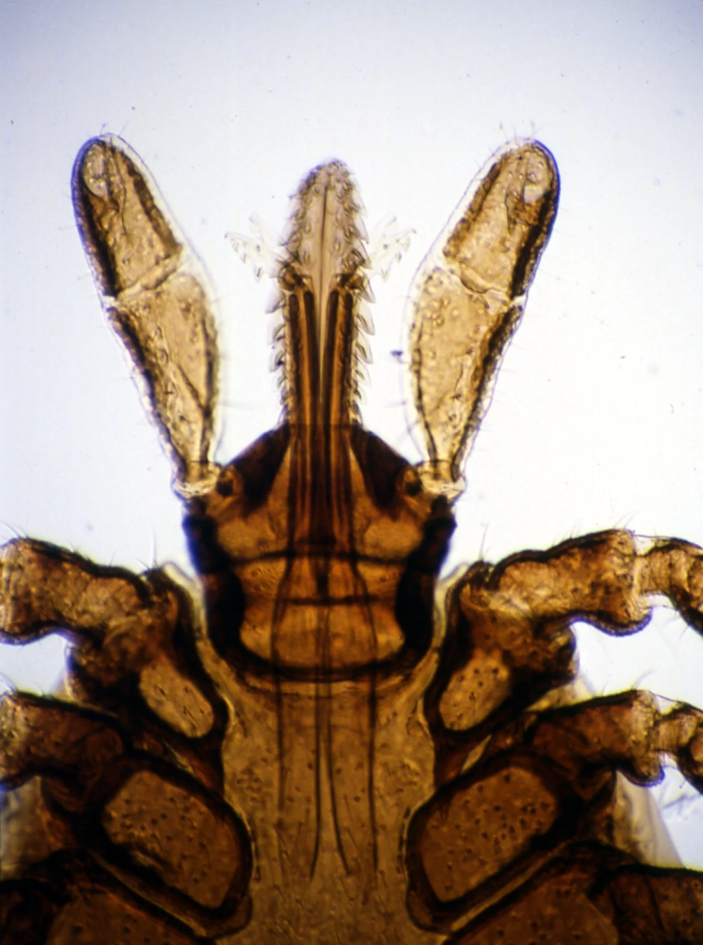 Ротовой аппарат Иксодового клеща Ixodes persulcatus