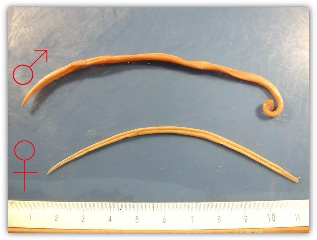 Ascaris lumbricoides