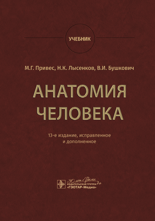 Анатомия человека