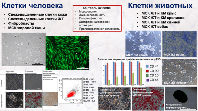 1. Выделение культивирование криохранение первичных культур стволовых клеток человека и животных.png