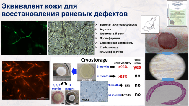 4. Разработка продуктов для восстановления раневых дефектов кожи.png